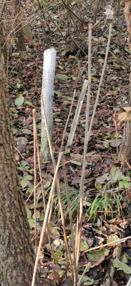 Jedinečný lesný pozemok pri Malom Dunaji – Potônske Lúky