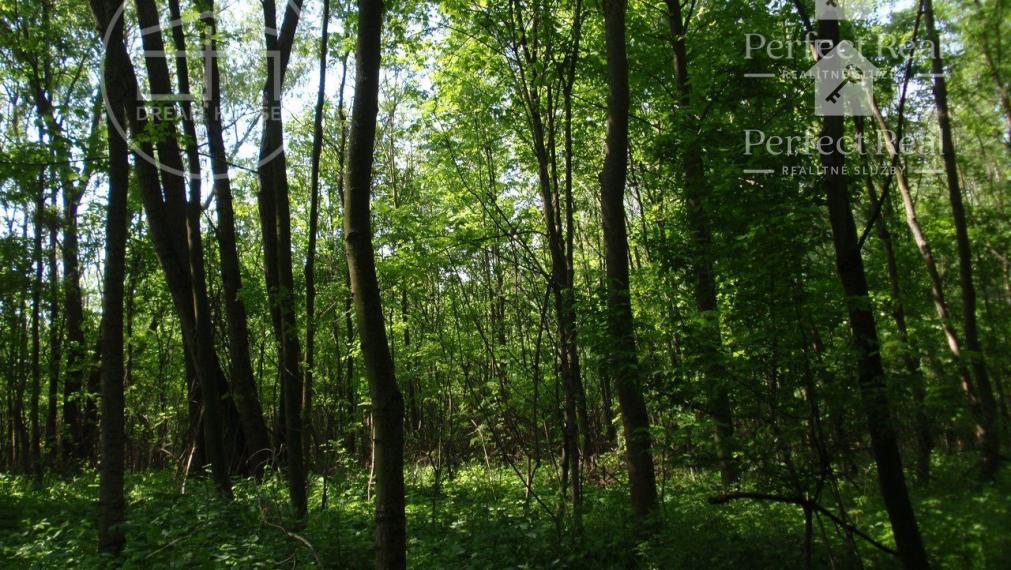 Jedinečný lesný pozemok pri Malom Dunaji – Potônske Lúky