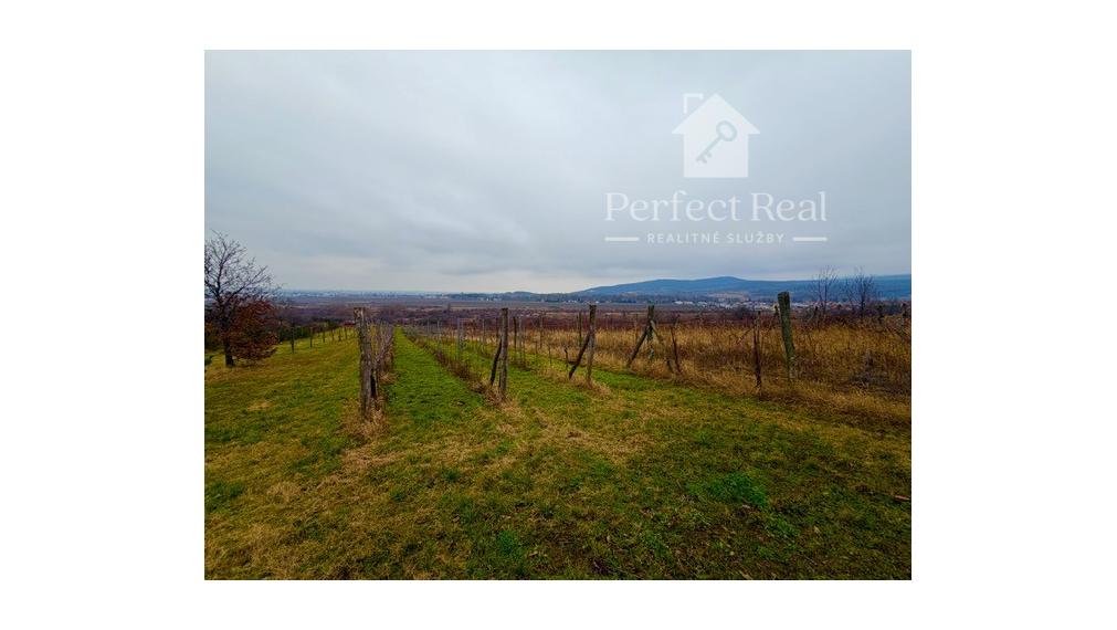 Na predaj Vinica 2009m2 s nádherným výhľadom v časti Narpochy pri Limbachu.