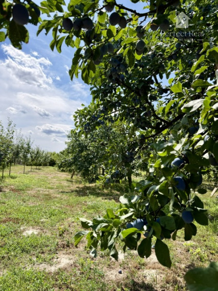 OVOCNÝ SAD na predaj  6435 m2, Dunajská Streda - JAHODNÁ