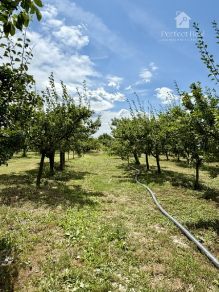 OVOCNÝ SAD na predaj  6435 m2, Dunajská Streda - JAHODNÁ