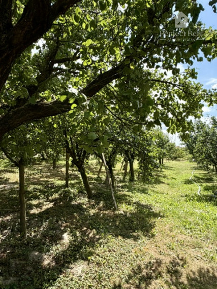 OVOCNÝ SAD na predaj  6435 m2, Dunajská Streda - JAHODNÁ