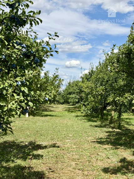 OVOCNÝ SAD na predaj  6435 m2, Dunajská Streda - JAHODNÁ