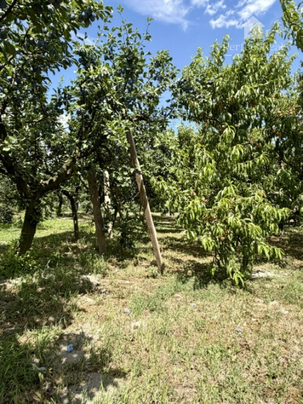 OVOCNÝ SAD na predaj  6435 m2, Dunajská Streda - JAHODNÁ