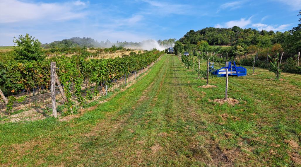 Na predaj Vinica 2009m2 s nádherným výhľadom v časti Narpochy pri Limbachu.