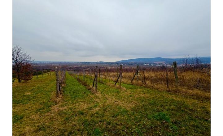 Na predaj Vinica 2009m2 s nádherným výhľadom v časti Narpochy pri Limbachu. - fotografia 1