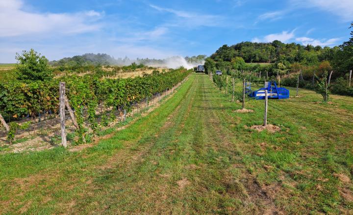 Na predaj Vinica 2009m2 s nádherným výhľadom v časti Narpochy pri Limbachu.