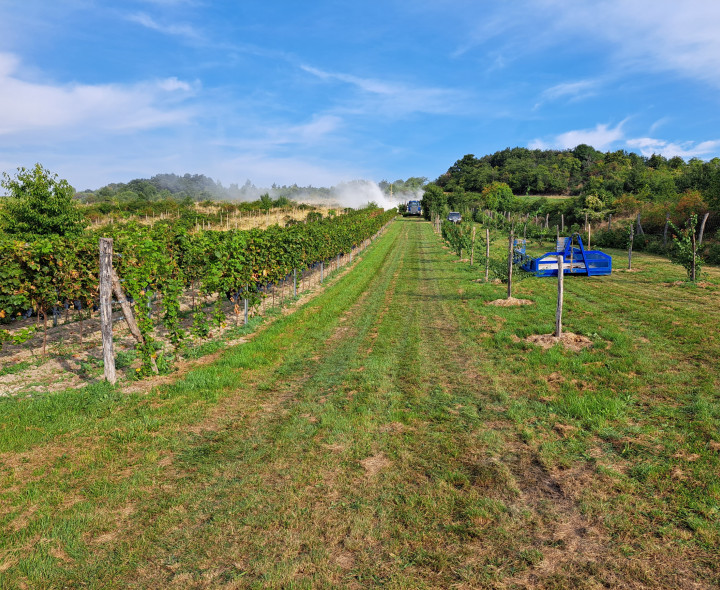 Na predaj Vinica 2009m2 s nádherným výhľadom v časti Narpochy pri Limbachu.